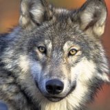 Le collier anti-loups diffuse des phéromones pour éloigner le canidé d'un troupeau (archives).